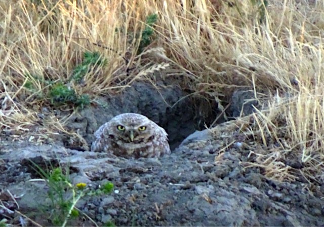 Burrowing Owl - ML104063771