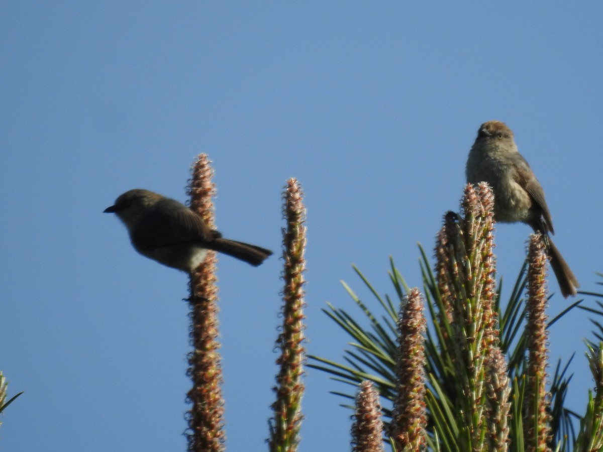 Bushtit - ML104064291