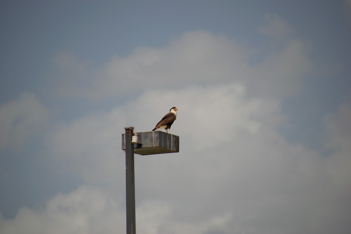 Crested Caracara (Northern) - ML104064611