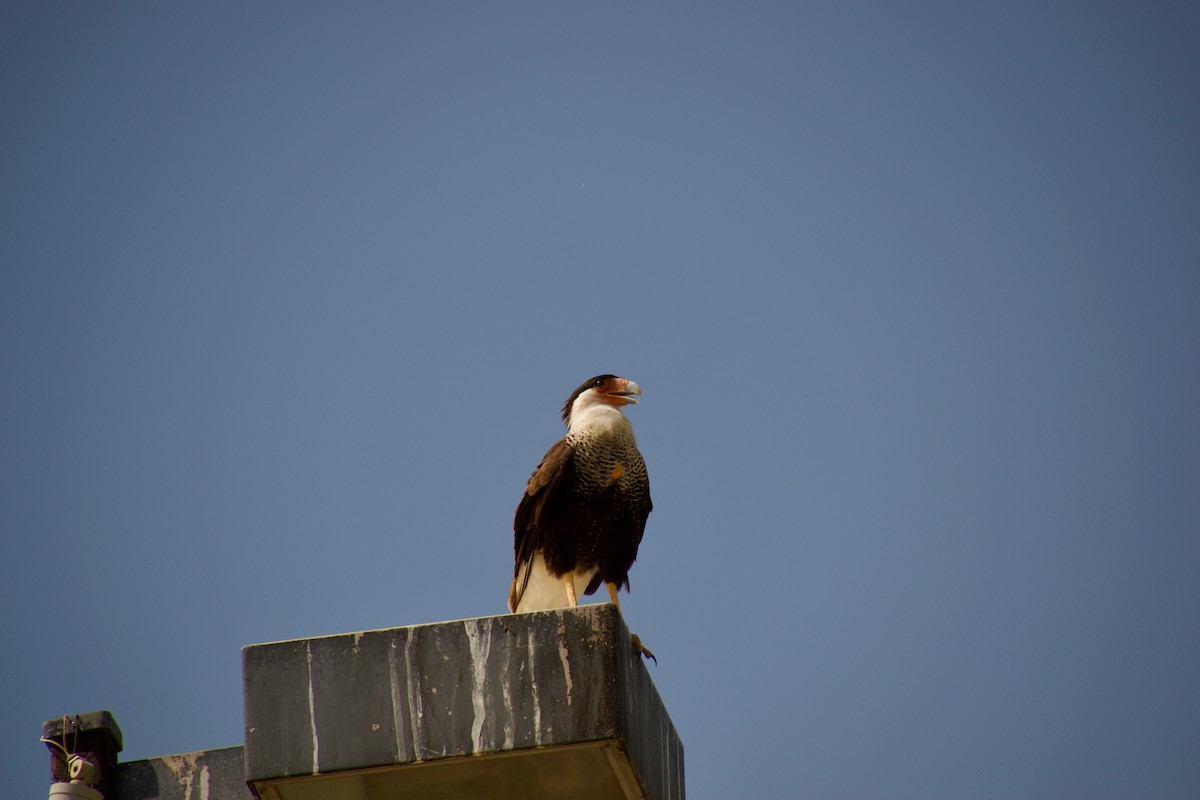 Crested Caracara (Northern) - Mary Rachel Tucker