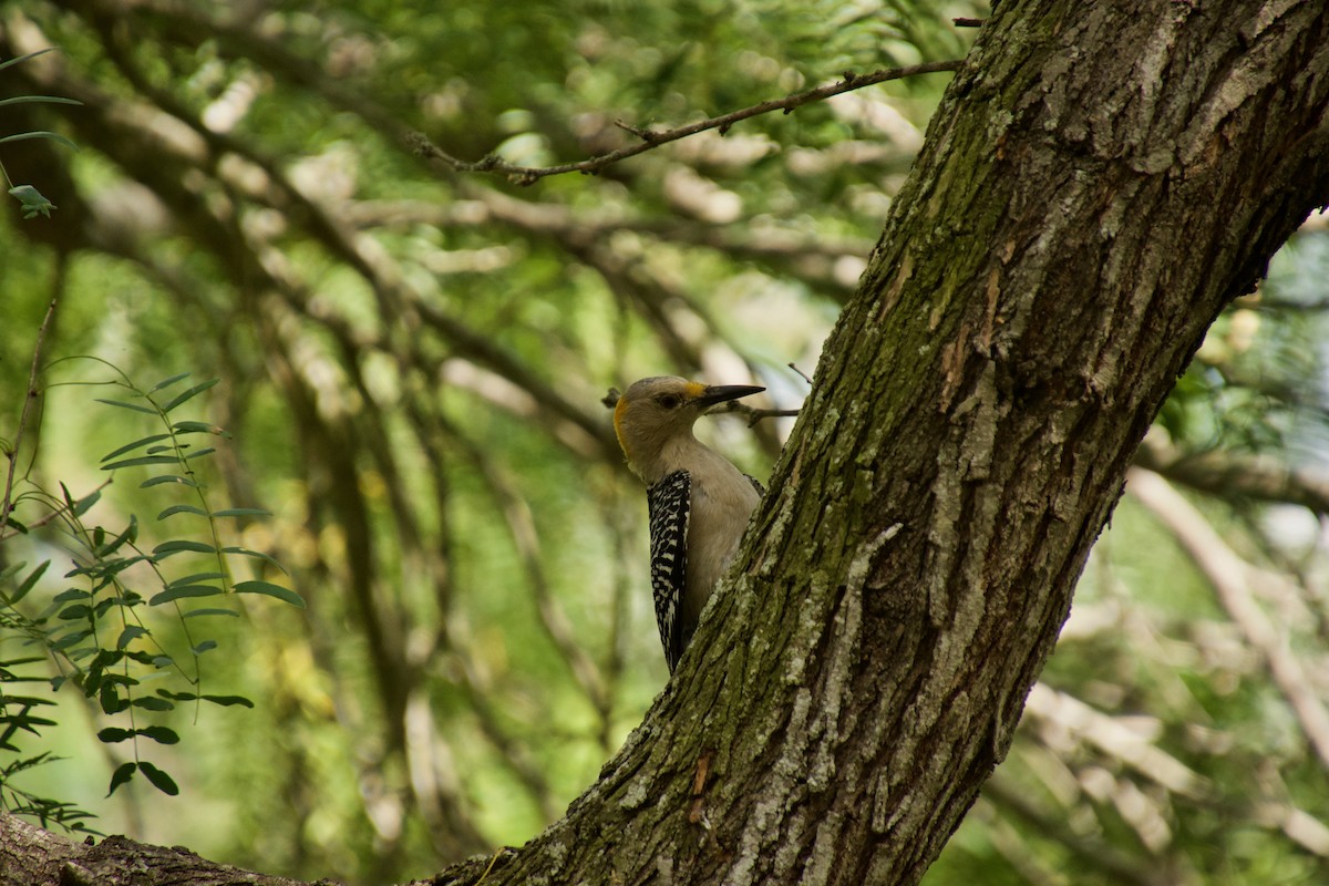 Golden-fronted Woodpecker - ML104064751