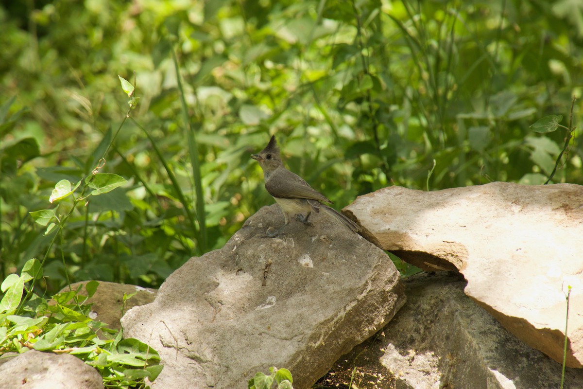 Black-crested Titmouse - ML104065171