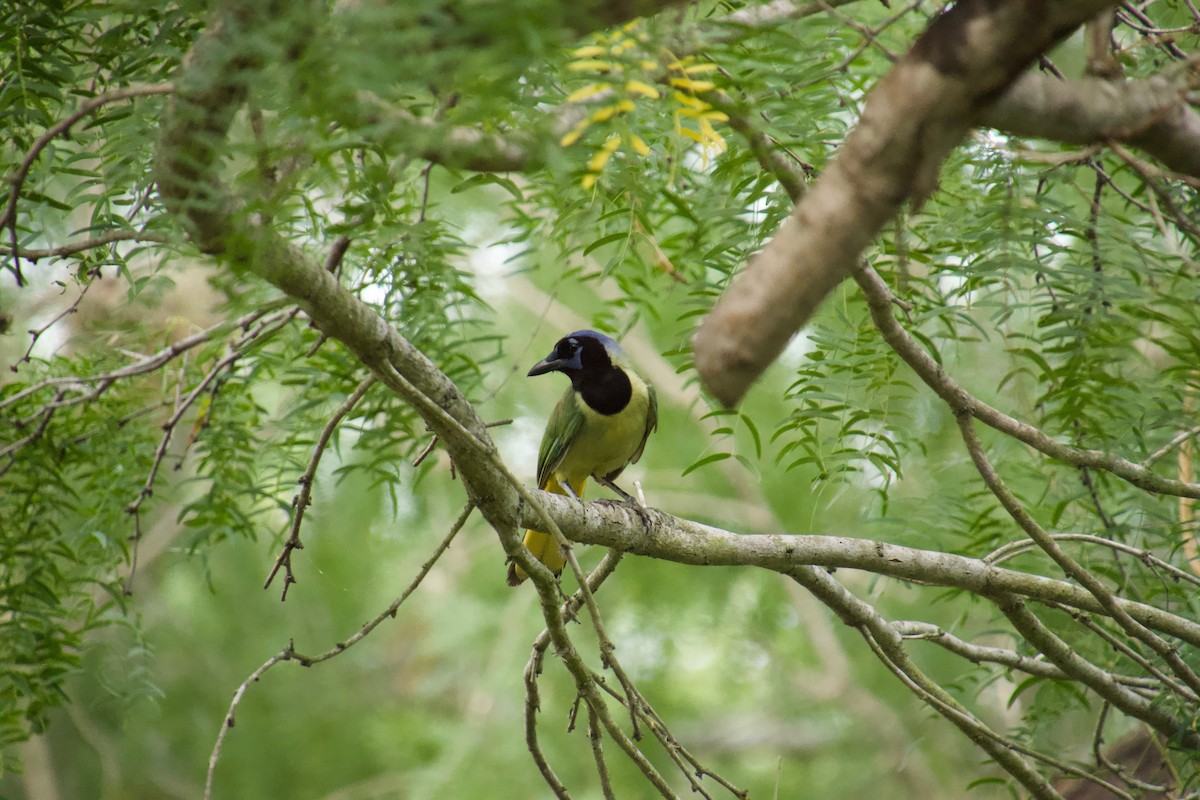 Green Jay - ML104065241