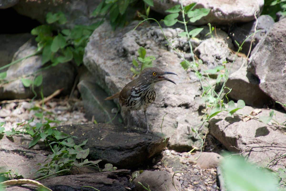 Long-billed Thrasher - ML104065251