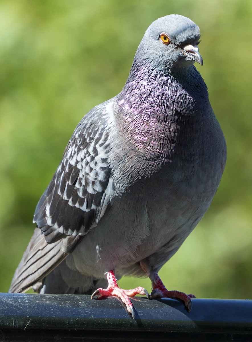 Rock Pigeon (Feral Pigeon) - ML104066301