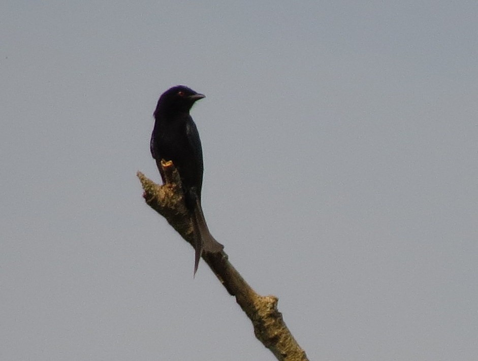 Velvet-mantled Drongo - Debbie Hatfield