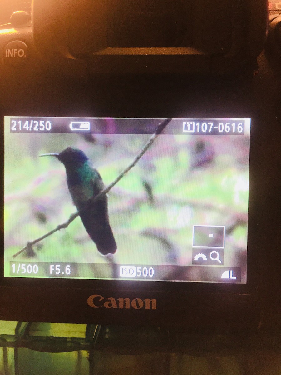 kolibřík zelený - ML104072301