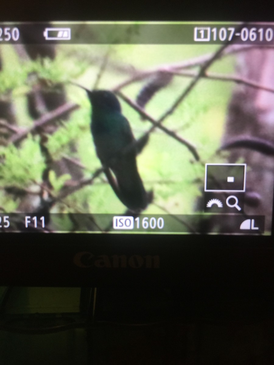kolibřík zelený - ML104072651