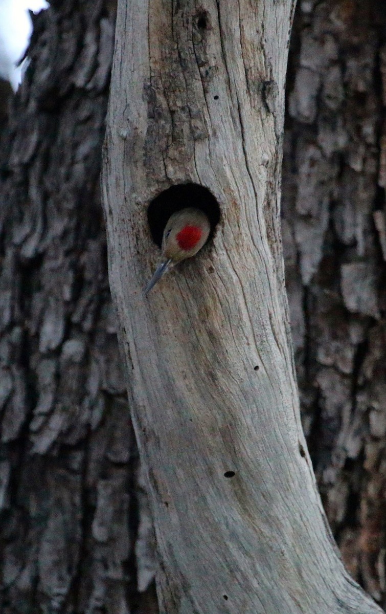 Gila Woodpecker - Mark Penninger