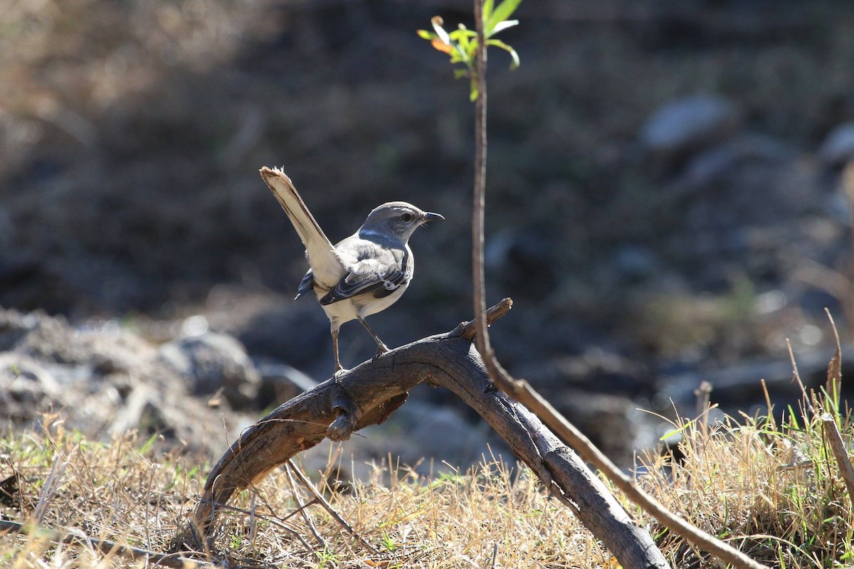 Northern Mockingbird - ML104073711