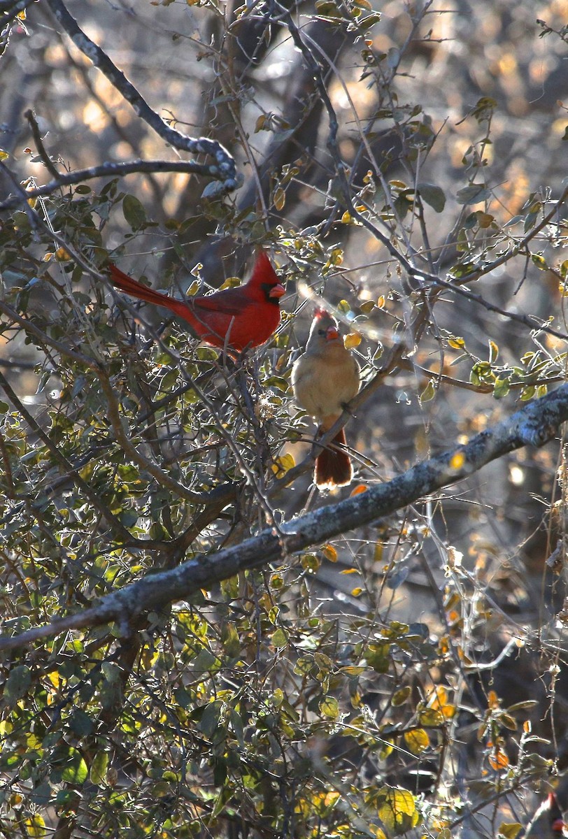 Northern Cardinal - Mark Penninger