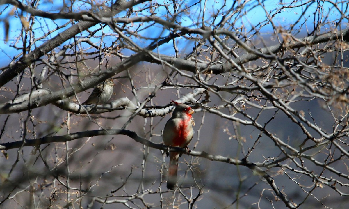 Cardinal pyrrhuloxia - ML104073821