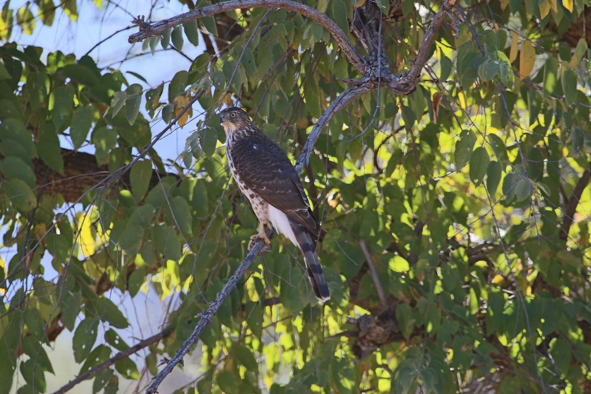 Cooper's Hawk - ML104074041