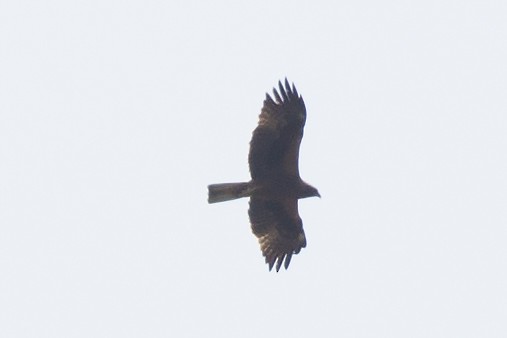 Booted Eagle - ML104074141