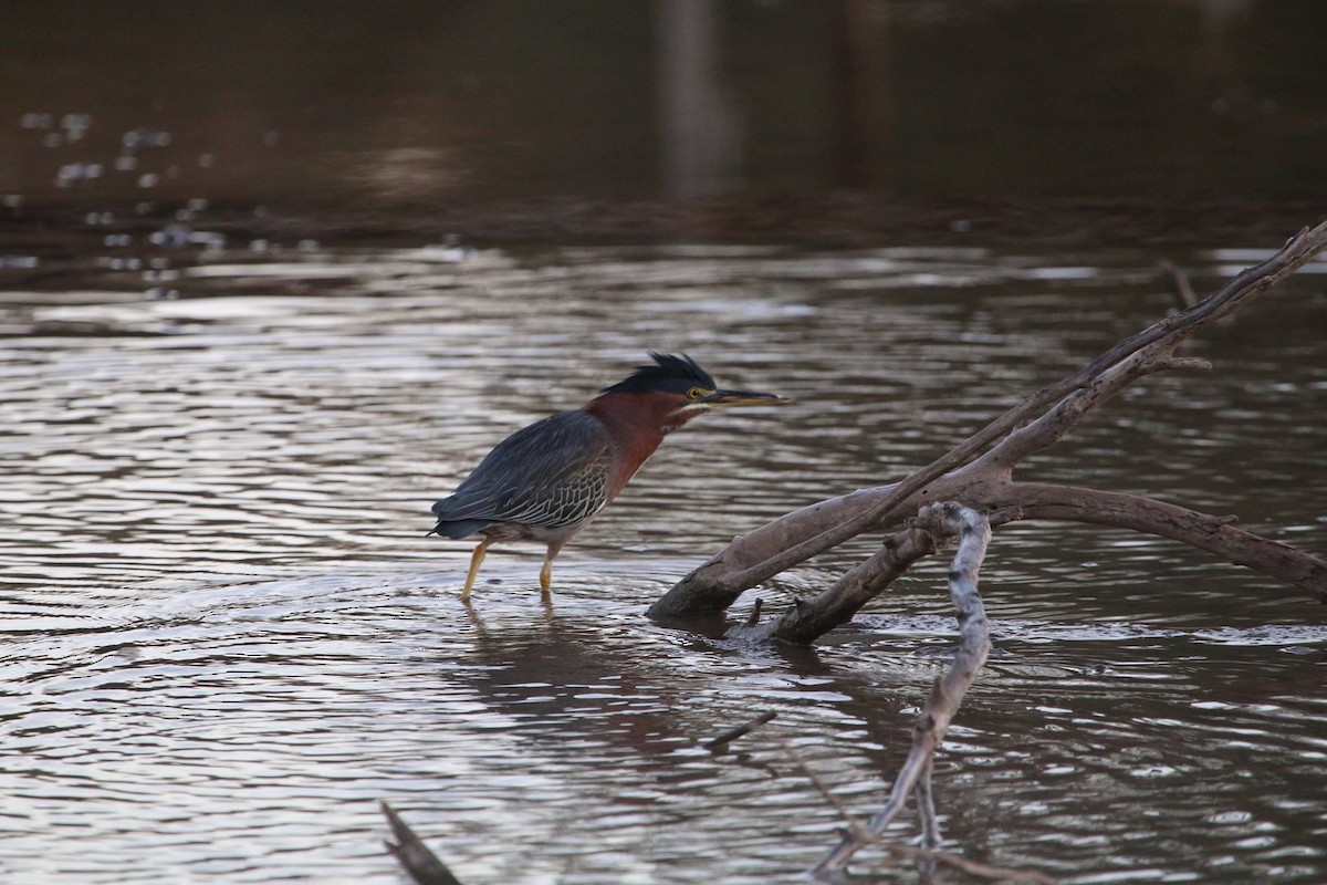 Green Heron - ML104074211