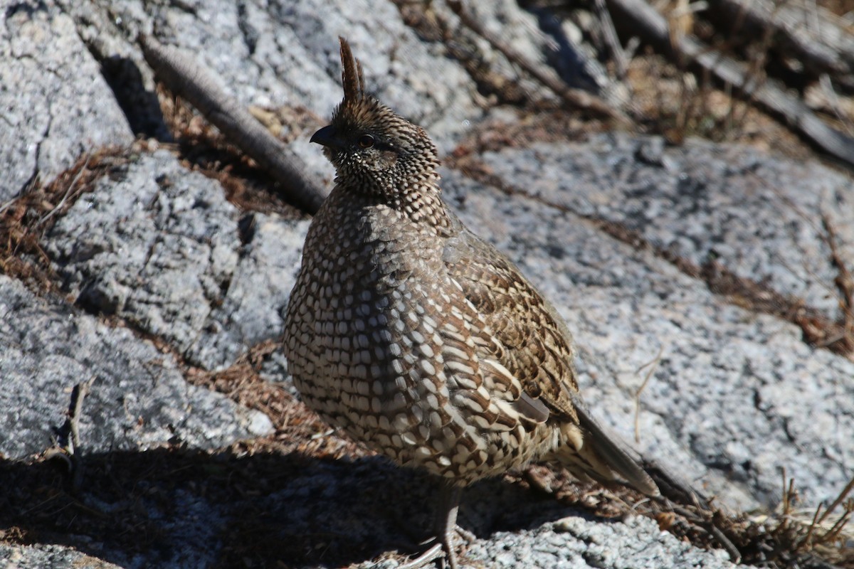 Elegant Quail - Mark Penninger