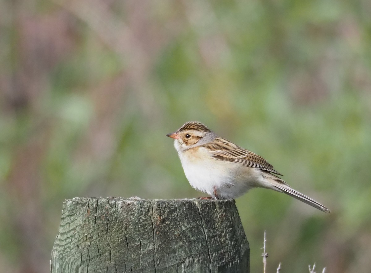Clay-colored Sparrow - ML104074751