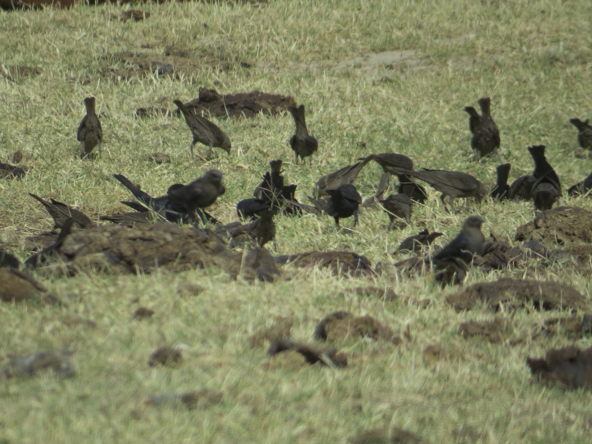 Brown-headed Cowbird - Don Burggraf