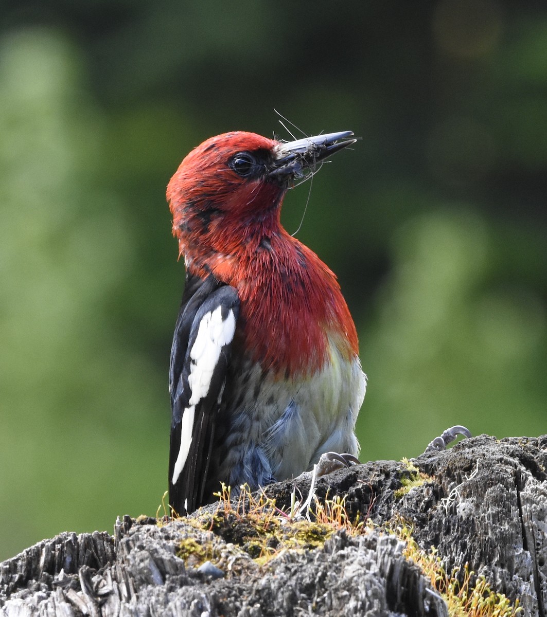 Red-breasted Sapsucker - ML104076921