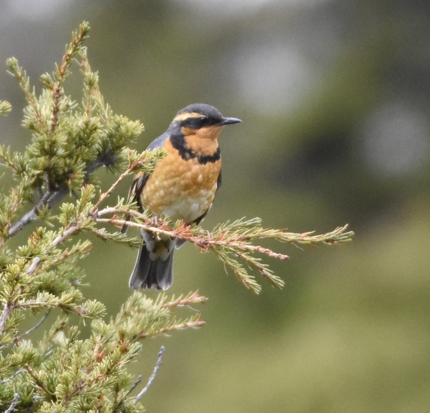 Varied Thrush - ML104077381