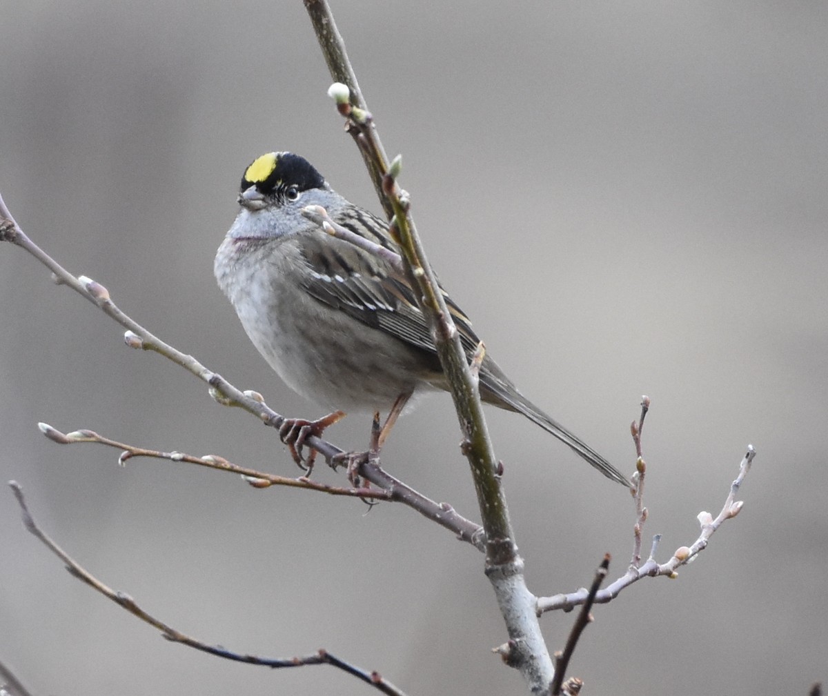 Golden-crowned Sparrow - ML104077441