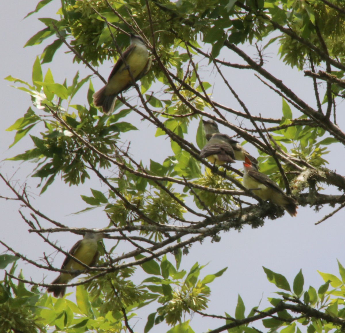 Couch's Kingbird - ML104077941