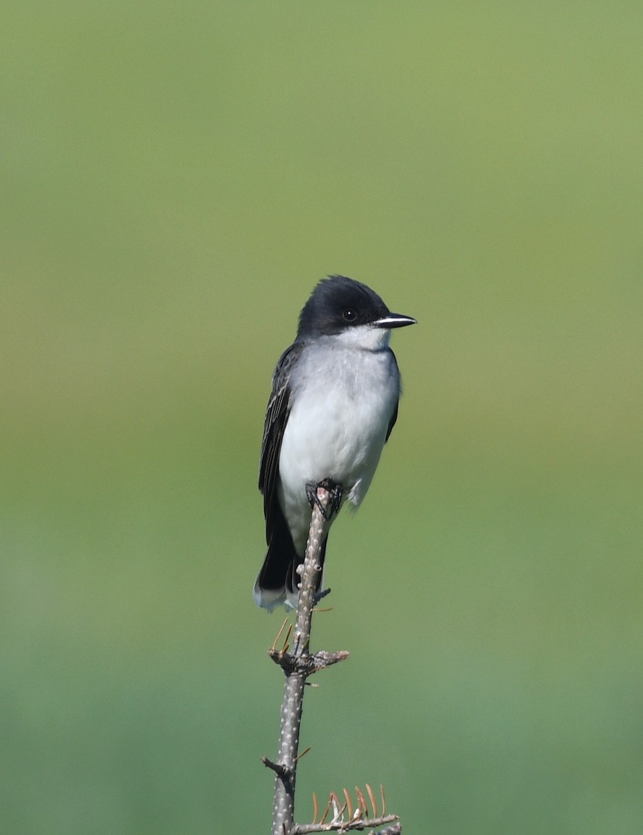 Eastern Kingbird - ML104081721