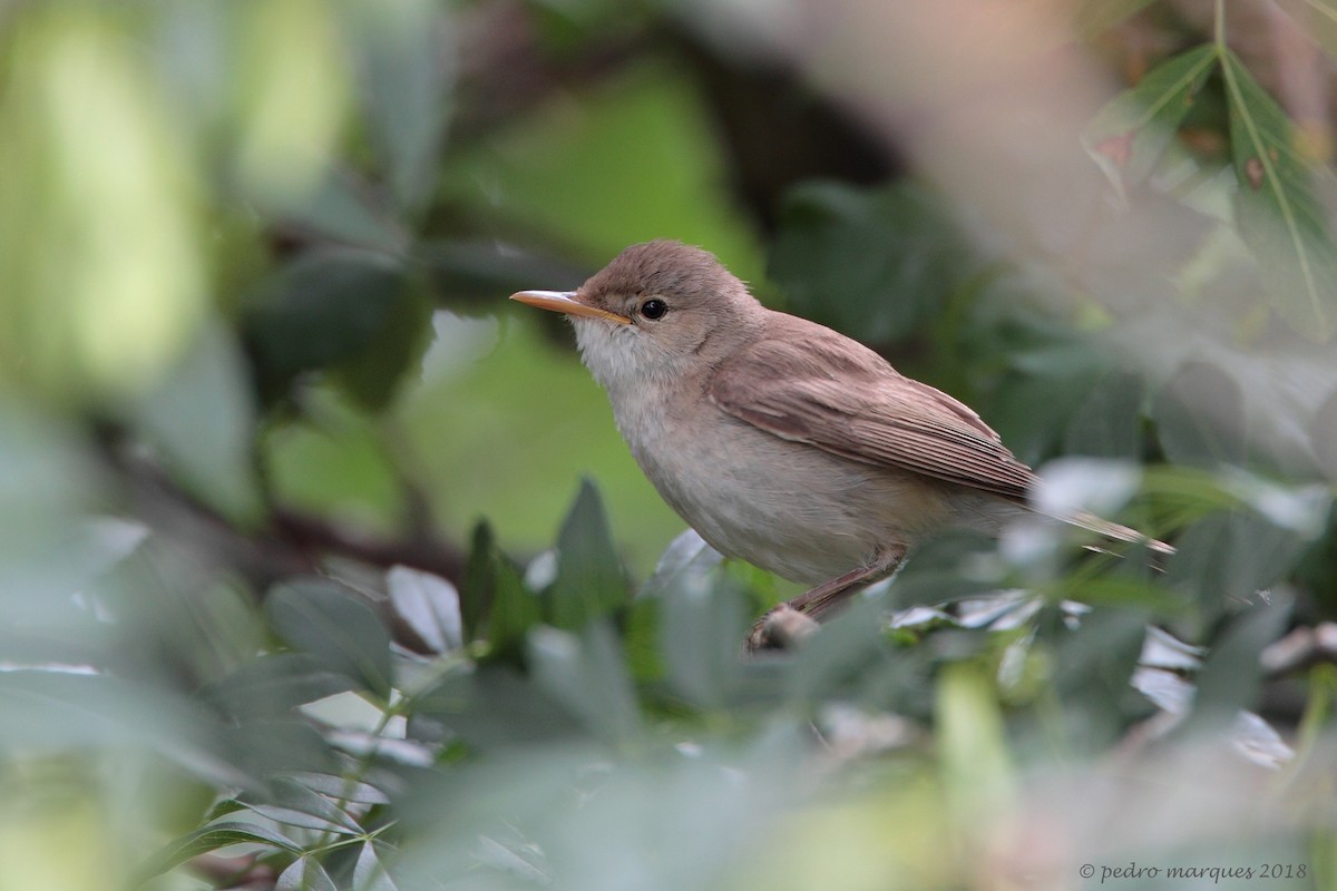 Western Olivaceous Warbler - ML104085641