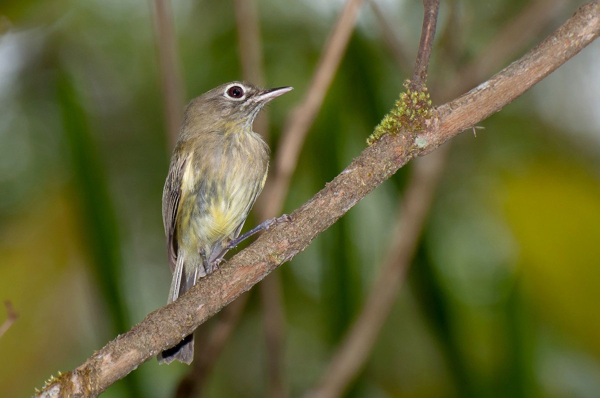 Eye-ringed Tody-Tyrant - ML104086851