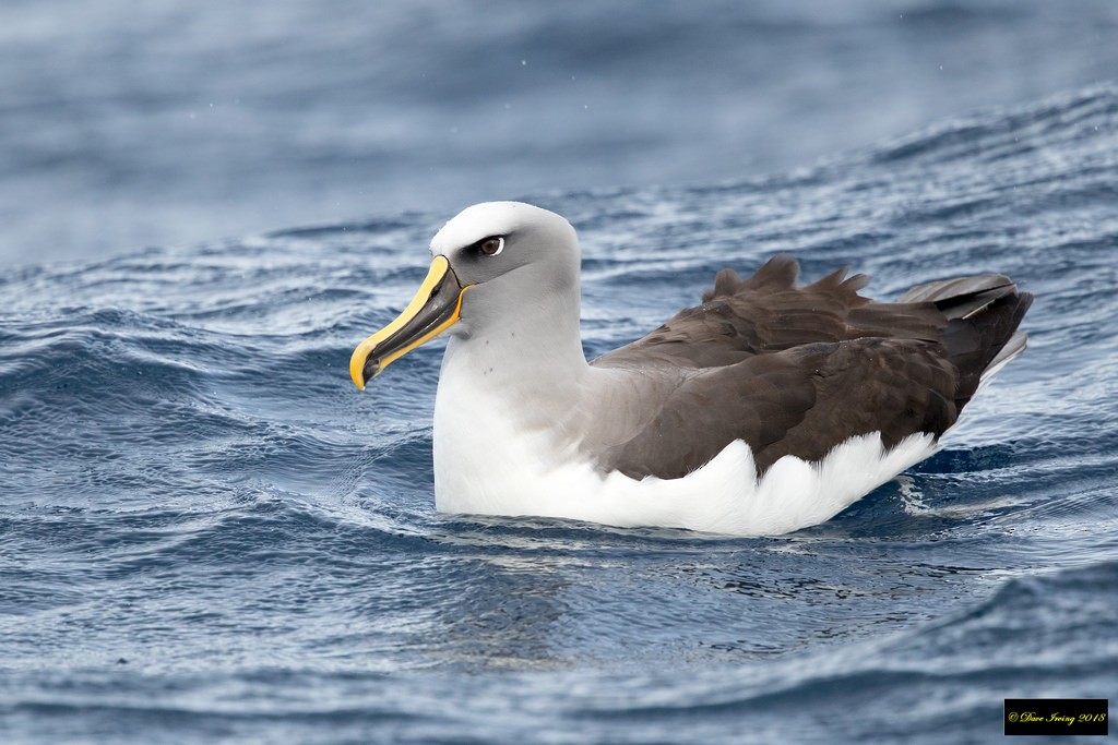 Buller's Albatross - ML104088321