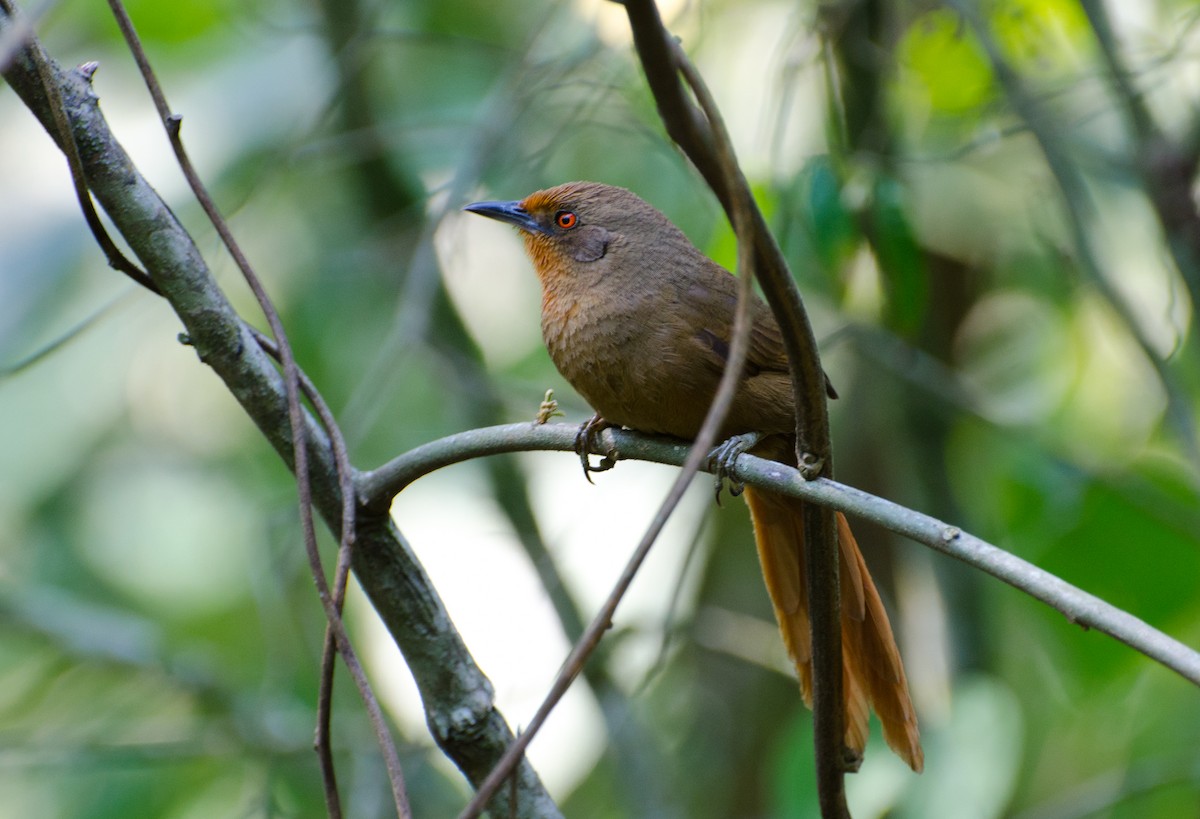 Orange-eyed Thornbird - Marcos Eugênio Birding Guide