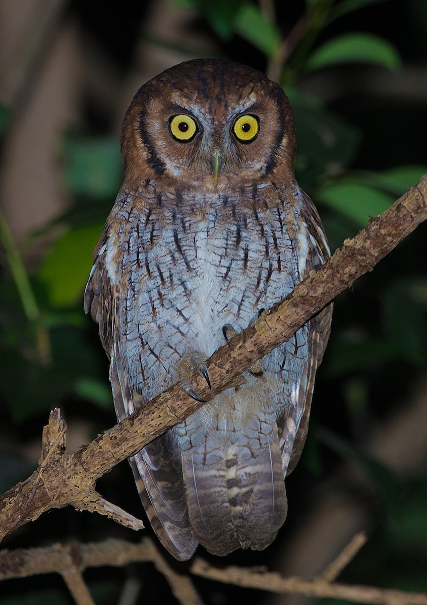 Tropical Screech-Owl - LUCIANO BERNARDES