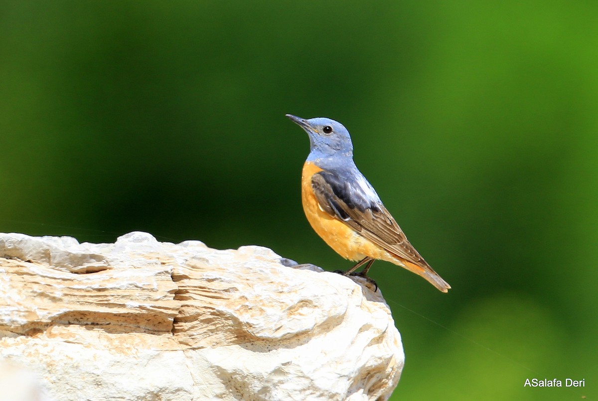 Rufous-tailed Rock-Thrush - ML104089021