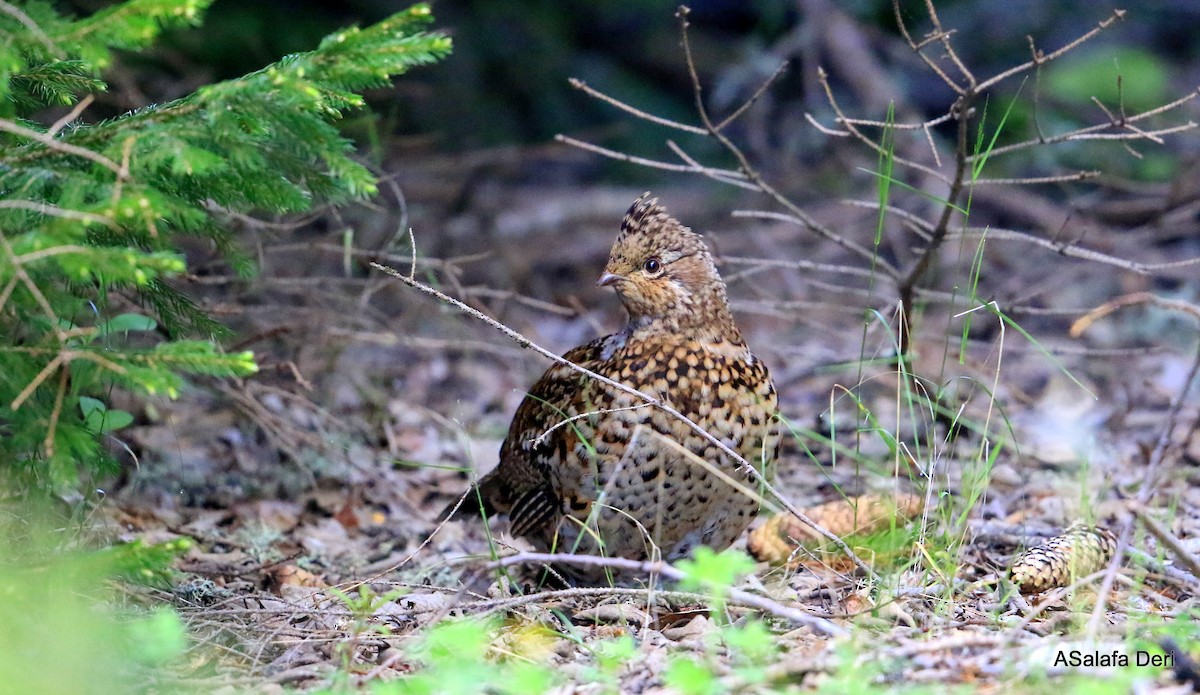 Hazel Grouse - ML104090941