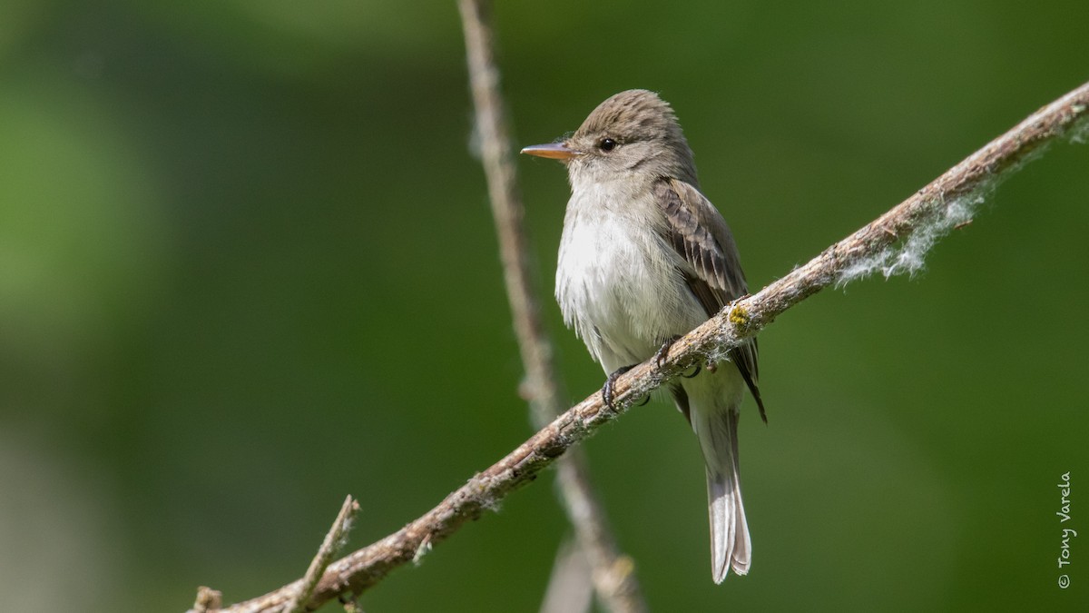 Willow Flycatcher - Tony V