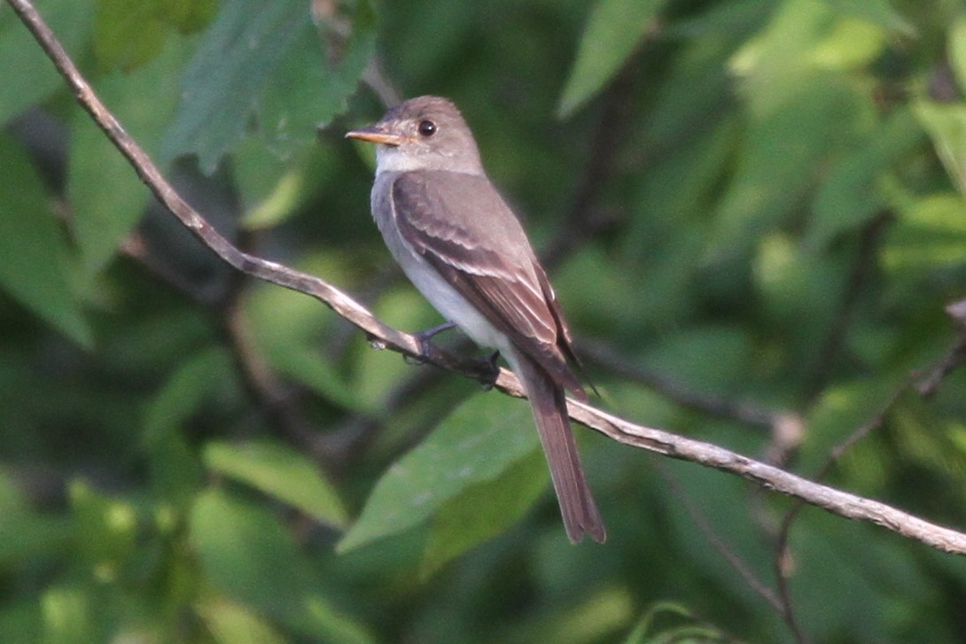 Eastern Wood-Pewee - ML104092941