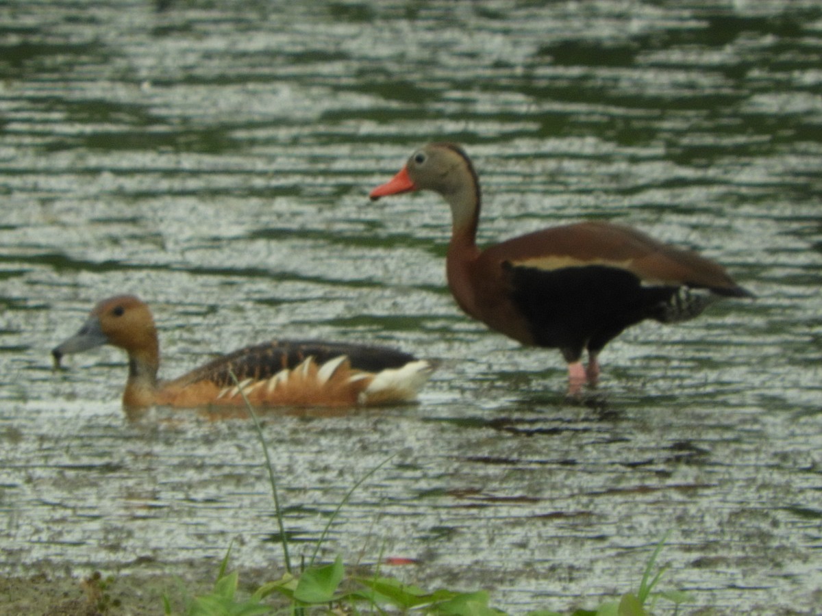 Fulvous Whistling-Duck - ML104094571