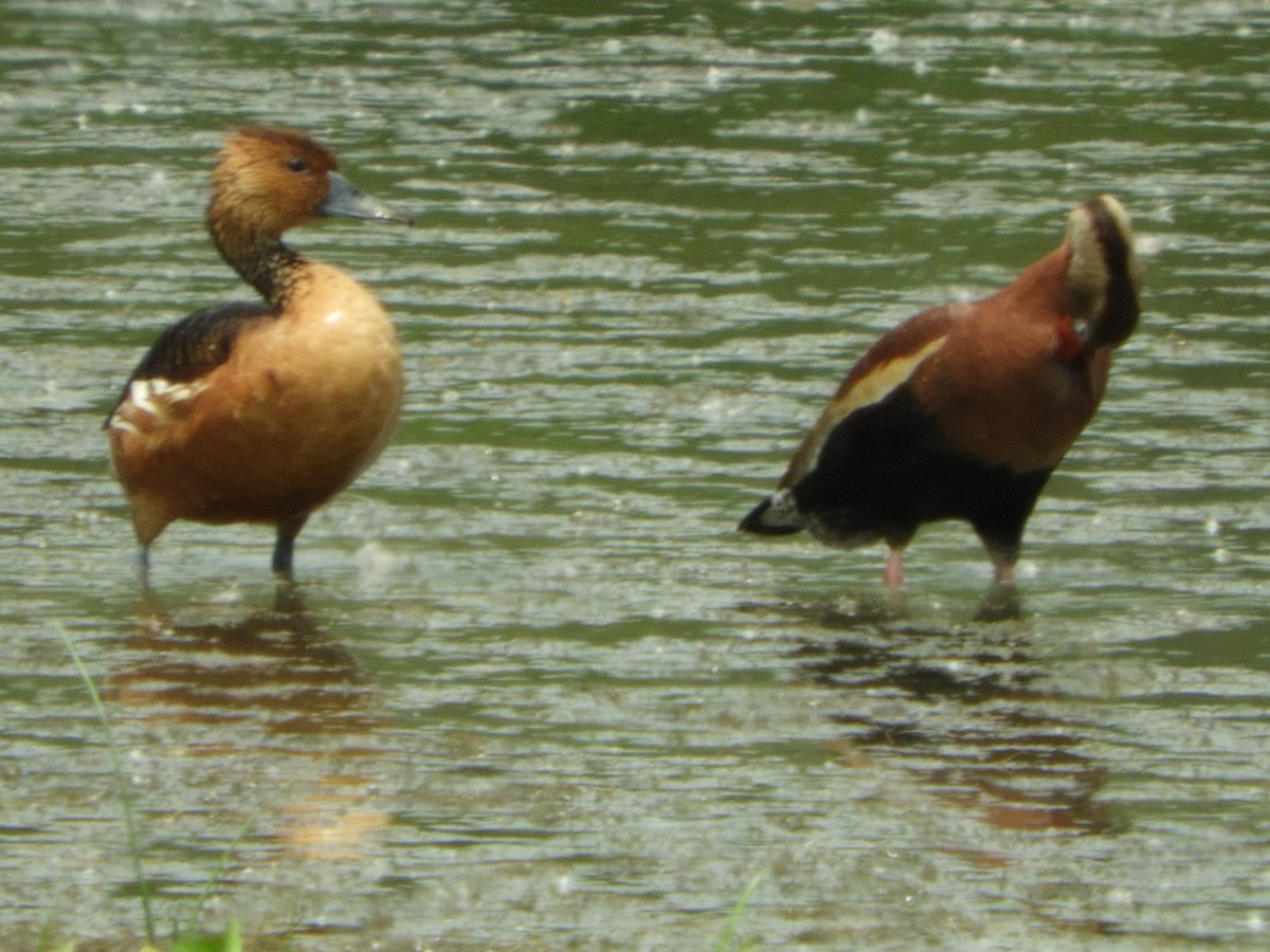 Fulvous Whistling-Duck - ML104094581