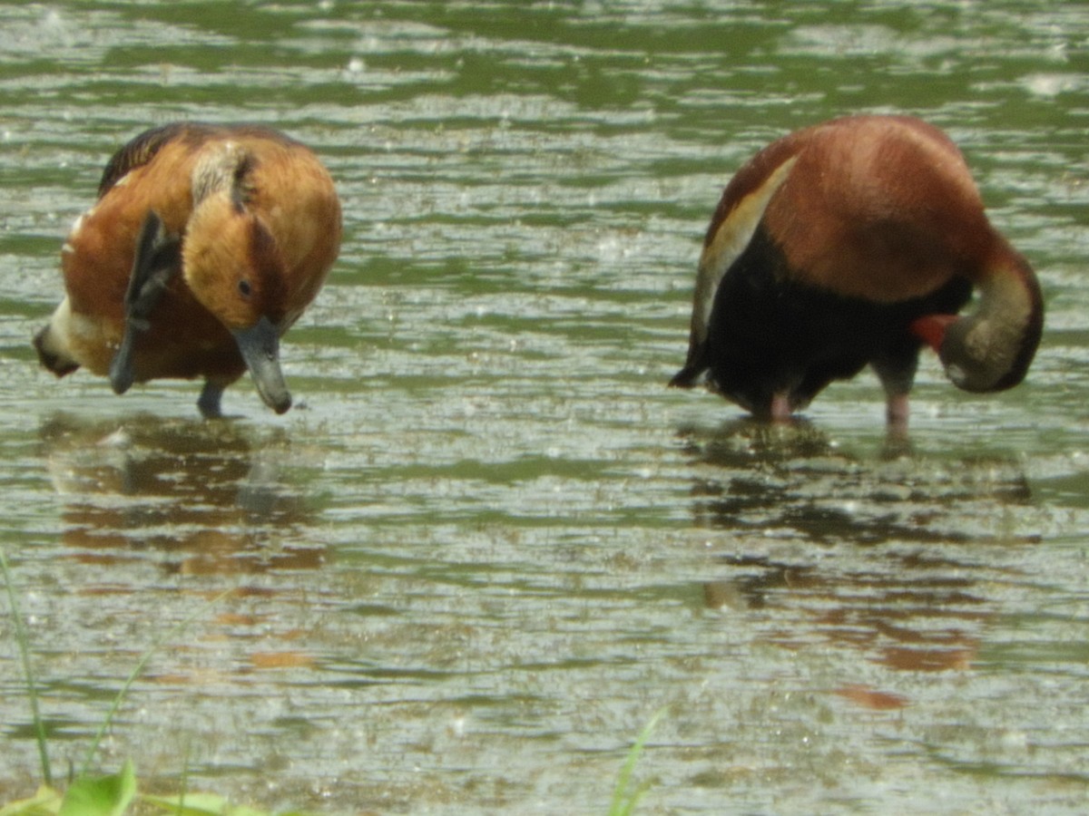 Fulvous Whistling-Duck - ML104094591