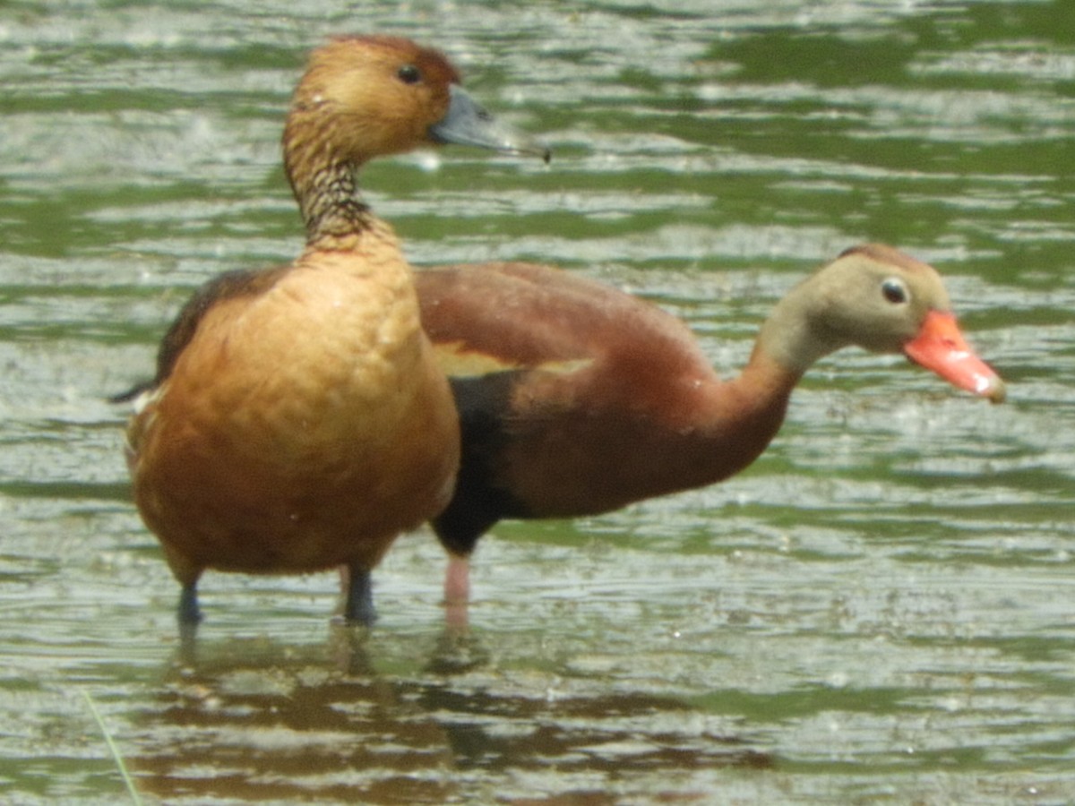 Fulvous Whistling-Duck - ML104094701