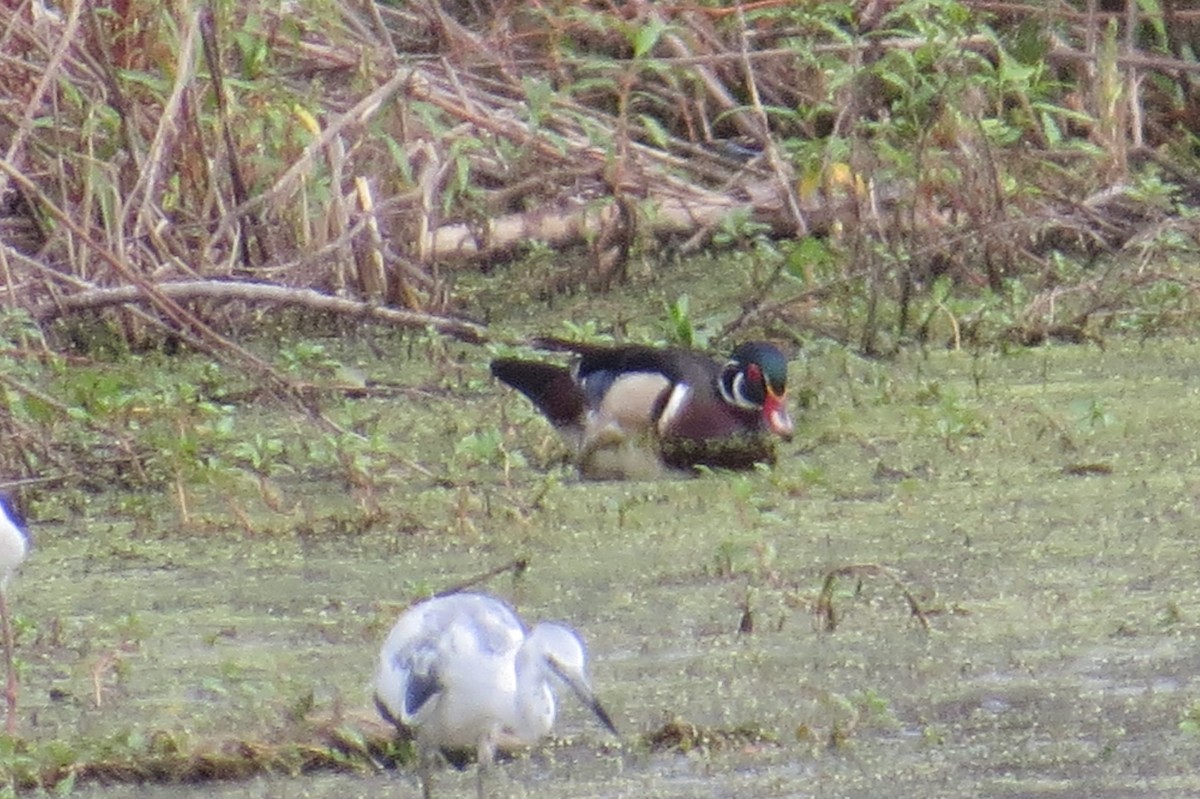 Wood Duck - ML104095771