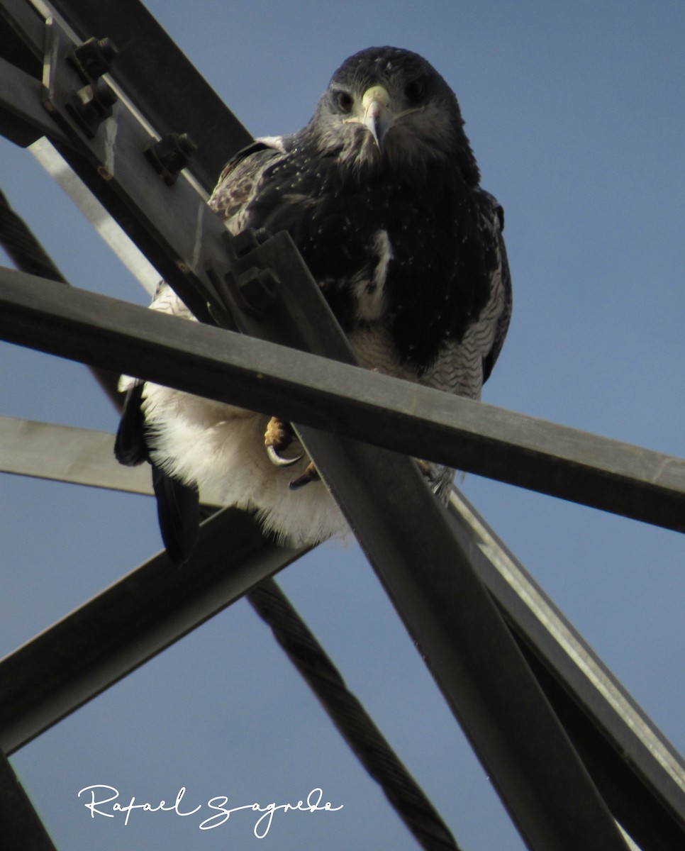 Black-chested Buzzard-Eagle - ML104096041