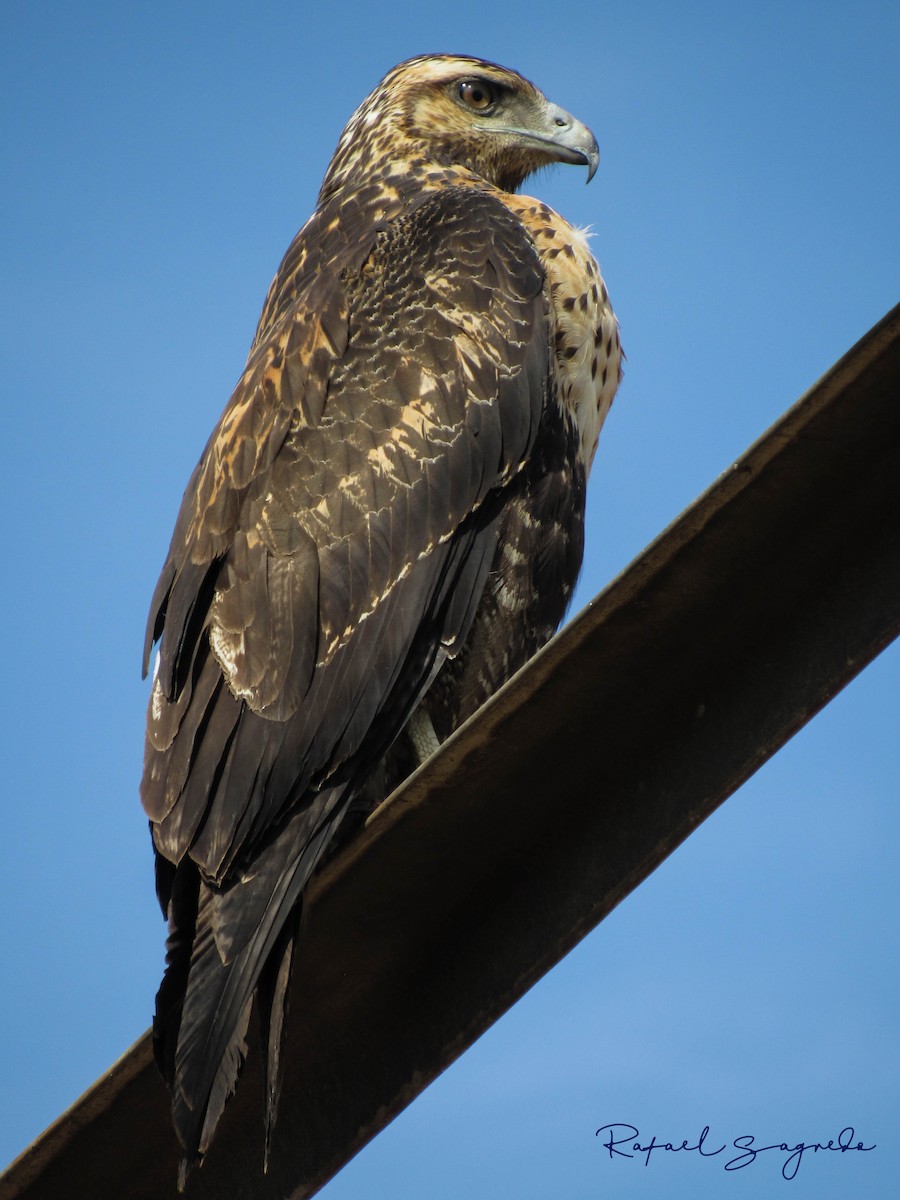 Black-chested Buzzard-Eagle - ML104096111