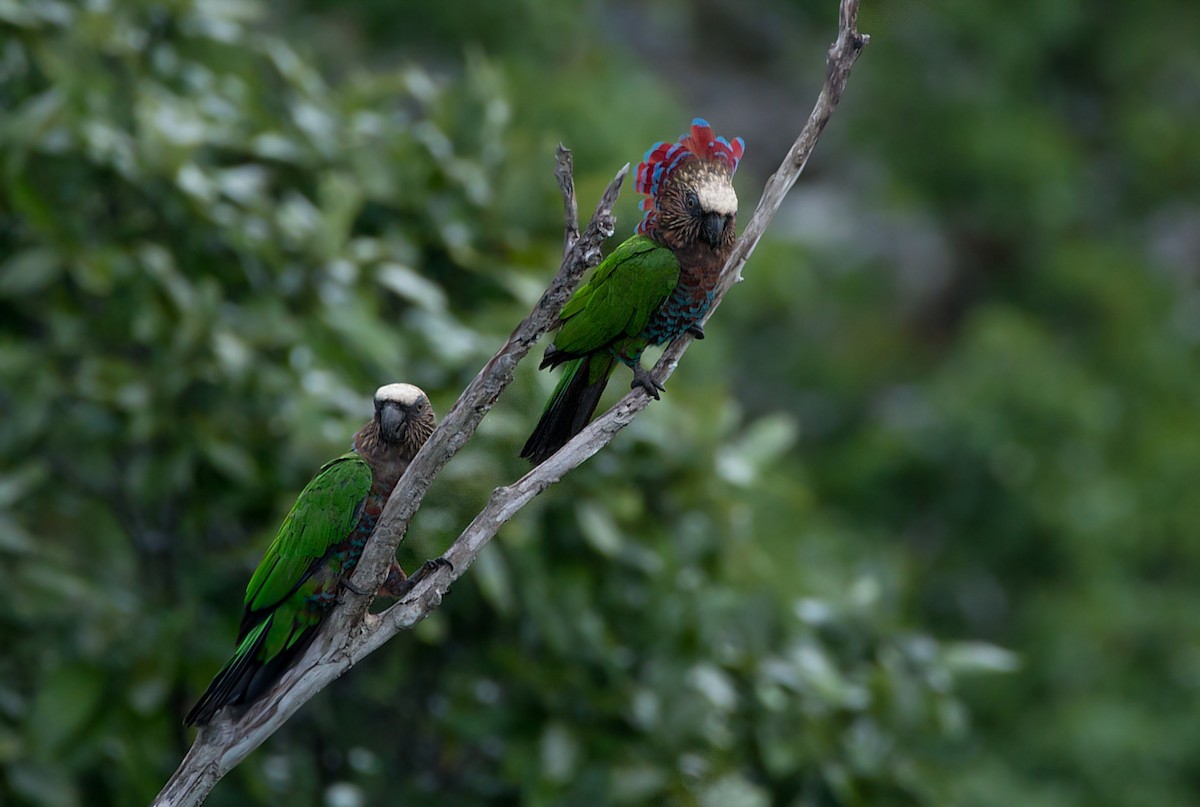 Red-fan Parrot - LUCIANO BERNARDES