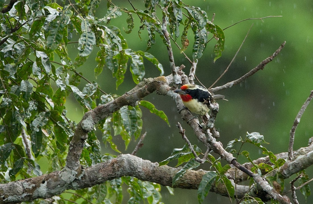 Black-spotted Barbet - ML104098941