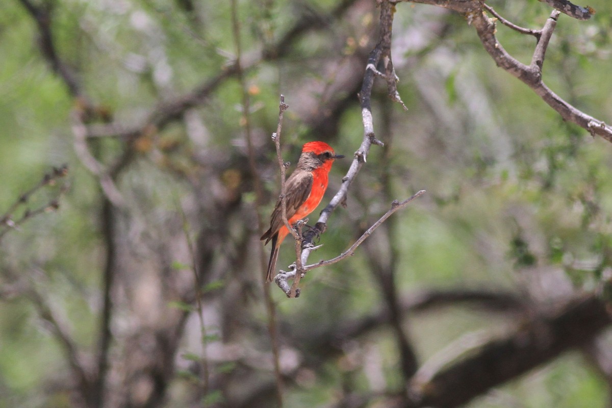 Vermilion Flycatcher - ML104099461