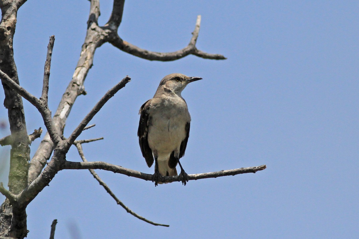 Northern Mockingbird - ML104099531