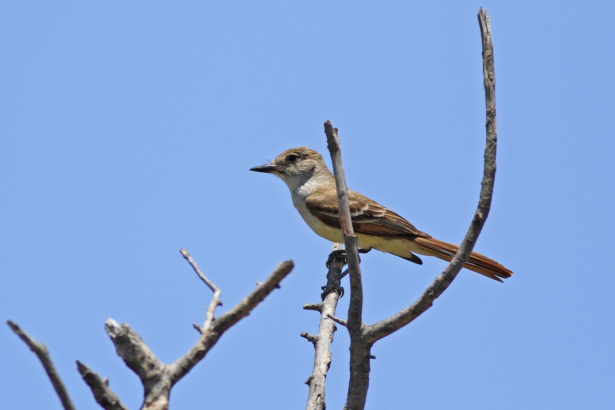 Brown-crested Flycatcher - Michael McCloy