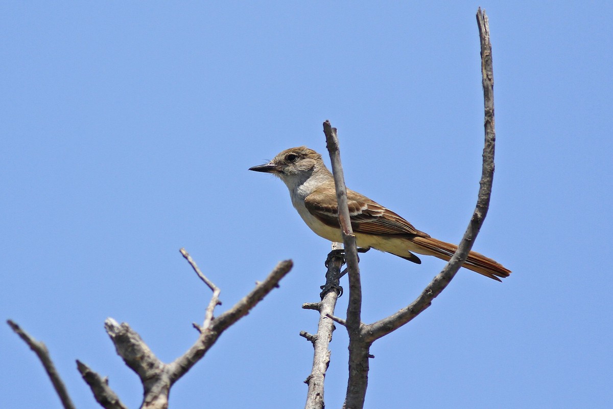 Brown-crested Flycatcher - ML104099541