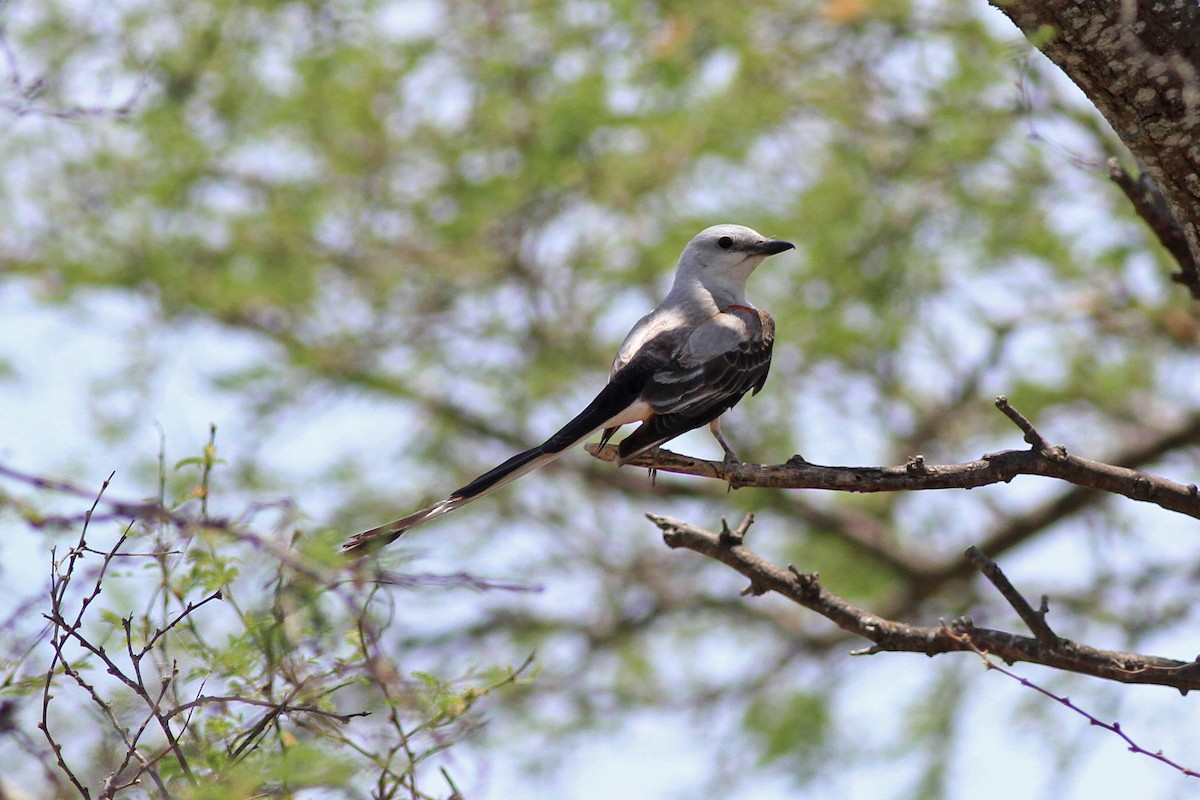 Scissor-tailed Flycatcher - ML104099551